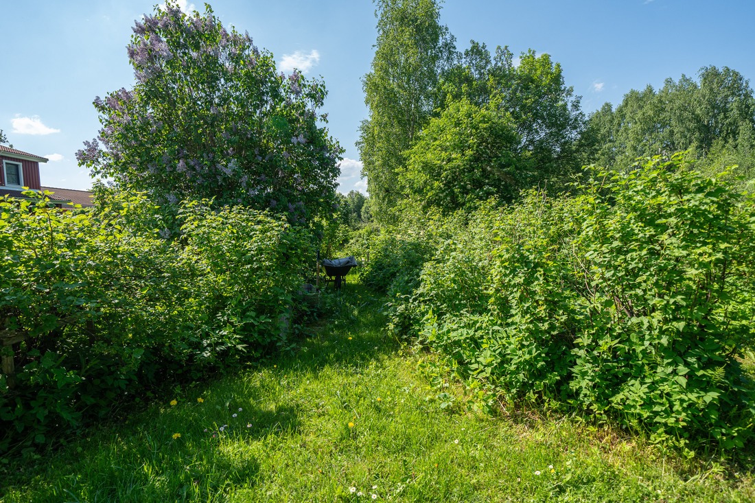 Möjlighet att plantera...