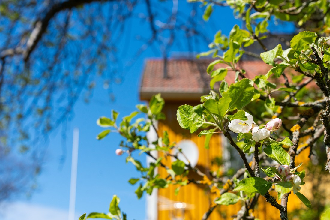 Äppel, bär och vackra blommor i trädgården Äppel, bär och vackra blommor i trädgården
